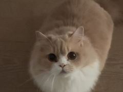 -瑞鹏宠物医院·普外科·影像科·皮肤科(城市山谷分院)