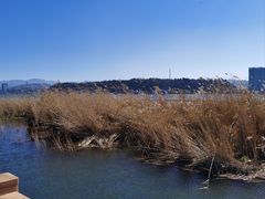 -洱海月湿地公园