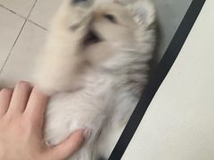 -关爱宠物医院·猫科中心·消化科(滨湖万达分院)