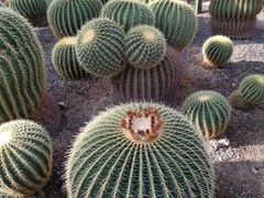 -北京植物园-展览温室