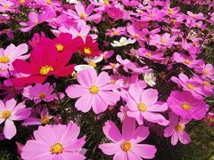 -天适樱花悠乐园