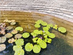 -云溪植物园