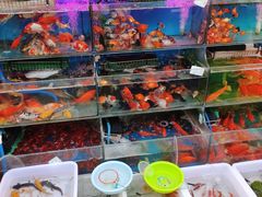 -曲阳花鸟市场(曲阳路店)