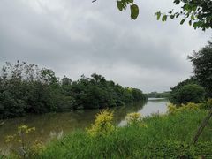 -大湾区中央湿地公园