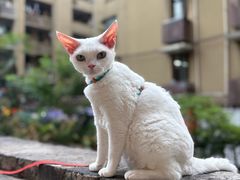 -饭粑跎老重庆蹄花·非遗地标菜(较场口店)