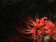 -杭州植物园