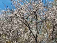 -桃花堤公园