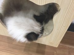 -猫色咖啡·猫咖