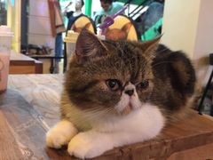-李小姐の猫咖啡馆(五角场店)