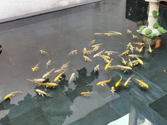 -觀芷隐轩