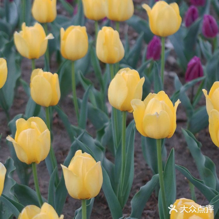 金陵花事·南京三月赏花指南