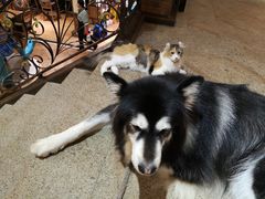 -more than meow吴止猫主题餐厅(承德 中船汇店)