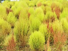 -野鸭湖国家湿地公园