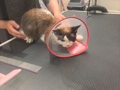 -FAELING PETS美天灵宠物(富力广场店)