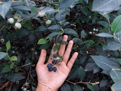 -金谷域澳洲庄园