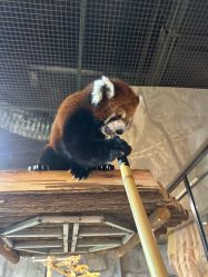 -Zoolung Zoolung动物主题公园(海信广场店)