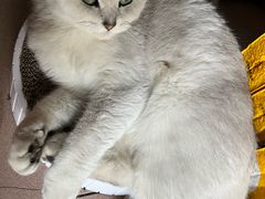 -屋虎猫馆(宝安大仟里店)
