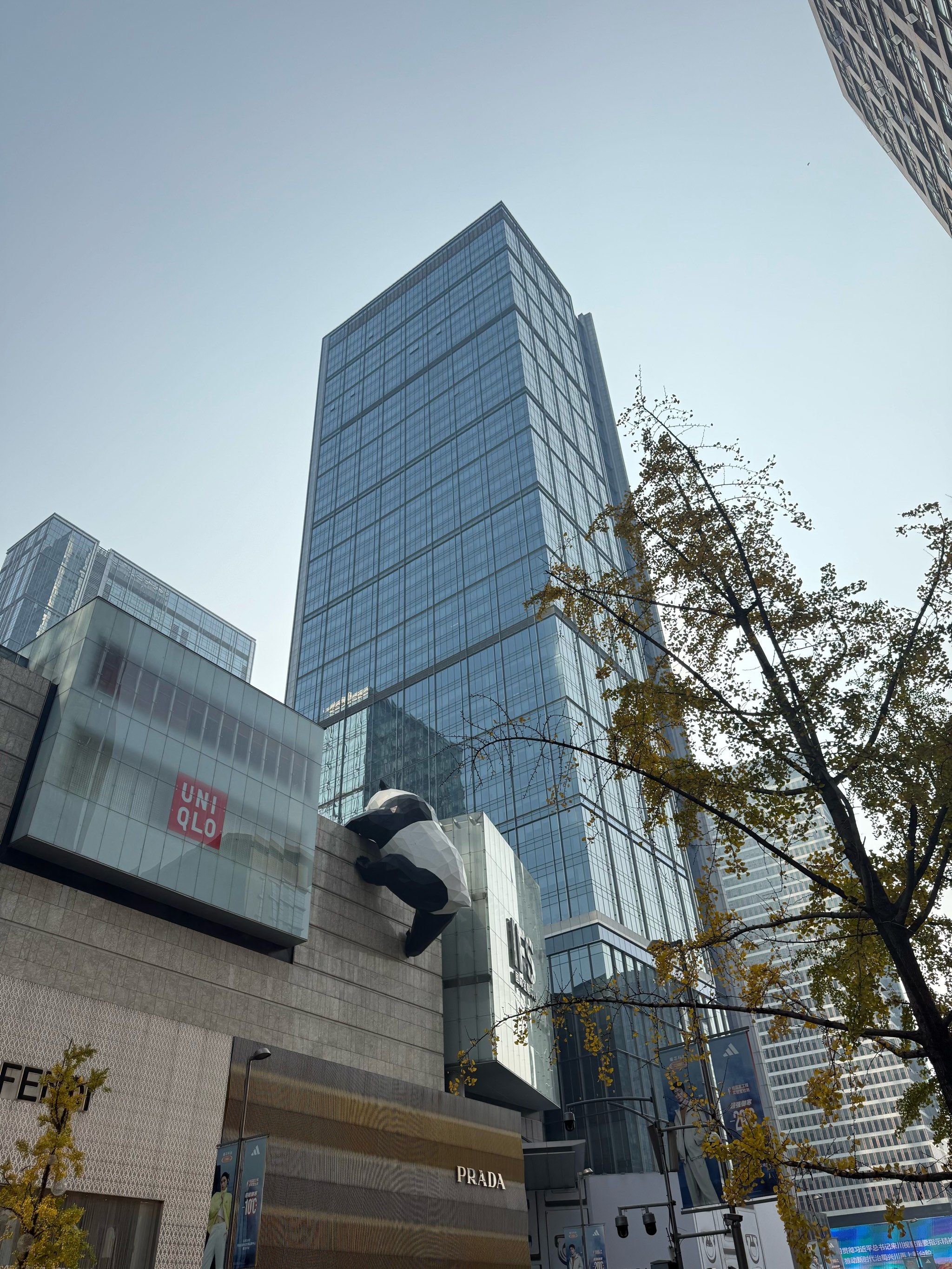 熊猫界的小清新