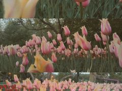 -长春公园(普阳街道)