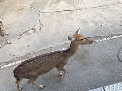 -清迈夜间动物园