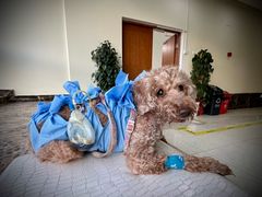 -美联众合动物医院·24h转诊中心