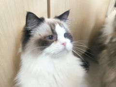 -鼓捣猫呢主题猫咖店