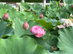 -莲花池公园