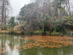 -井之头恩赐公园