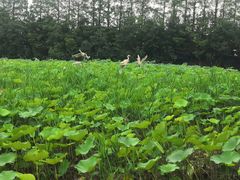 -上海长兴岛郊野公园