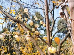 -三圣花乡旅游区