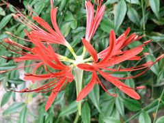 -杭州半山国家森林公园