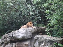 -广州长隆野生动物世界