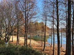 -贡湖湾湿地公园