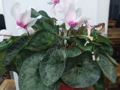 -随柳居·苏式小吃(建新巷店)