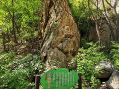 -大岭沟猕猴桃谷风景区