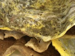 -清真·二嫂子煎饼果子(鼓楼旗舰形象店)