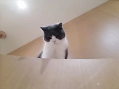 -CAT’S MEWSTAR CAFE·喵星球猫屋(晴湾咖啡店)