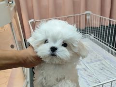 -翊宠yipet猫狗购宠庄园犬舍•猫舍