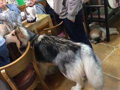 -李小姐の猫咖啡馆(五角场店)