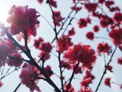 -秀丽东方