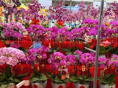 -越秀西湖花市(广州城市广场花卉店)