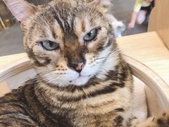 -飞行喵MR PILOT|猫舍·猫咖(静安大融城店)