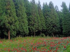 -武陵山森林公园