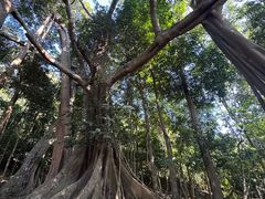 -西双版纳原始森林公园