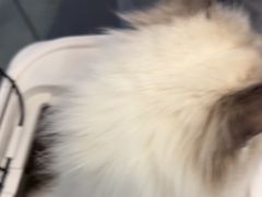 -伟伟宠物医院·瑞派猫友好医院·猫科(光谷店)