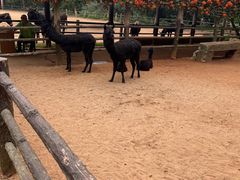 -海南热带野生动植物园