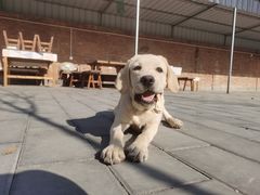 -北京京卫宠物寄养训练中心