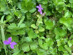 -合肥滨湖国家森林公园