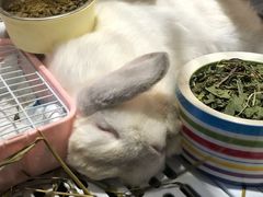 -more than meow吴止猫主题餐厅(承德 中船汇店)