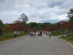 -广州市帽峰山景区